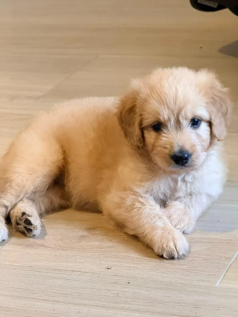 A baby medium-sized male Apricot / Beige Goldendoodle dog named Macaroni for adoption in Sunrise, FL
