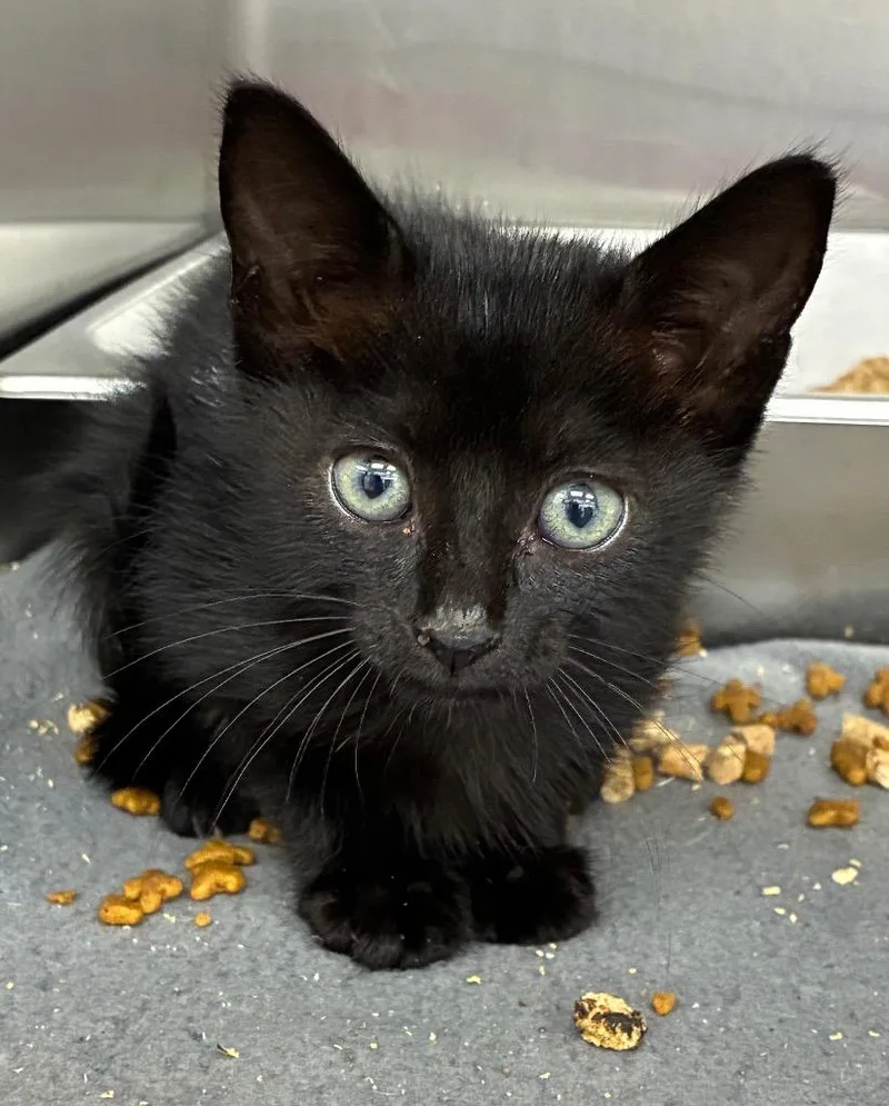 A baby medium-sized female Domestic Short Hair cat named Jeepers Creepers for adoption in Hartsville, SC