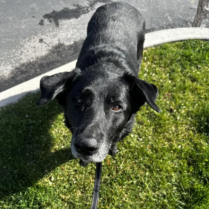 A senior large-sized male Black Mixed Breed dog named Bandit for adoption in Murray, UT