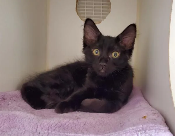 An adult medium-sized female Domestic Long Hair cat named Agnes for adoption in Oceanside, CA