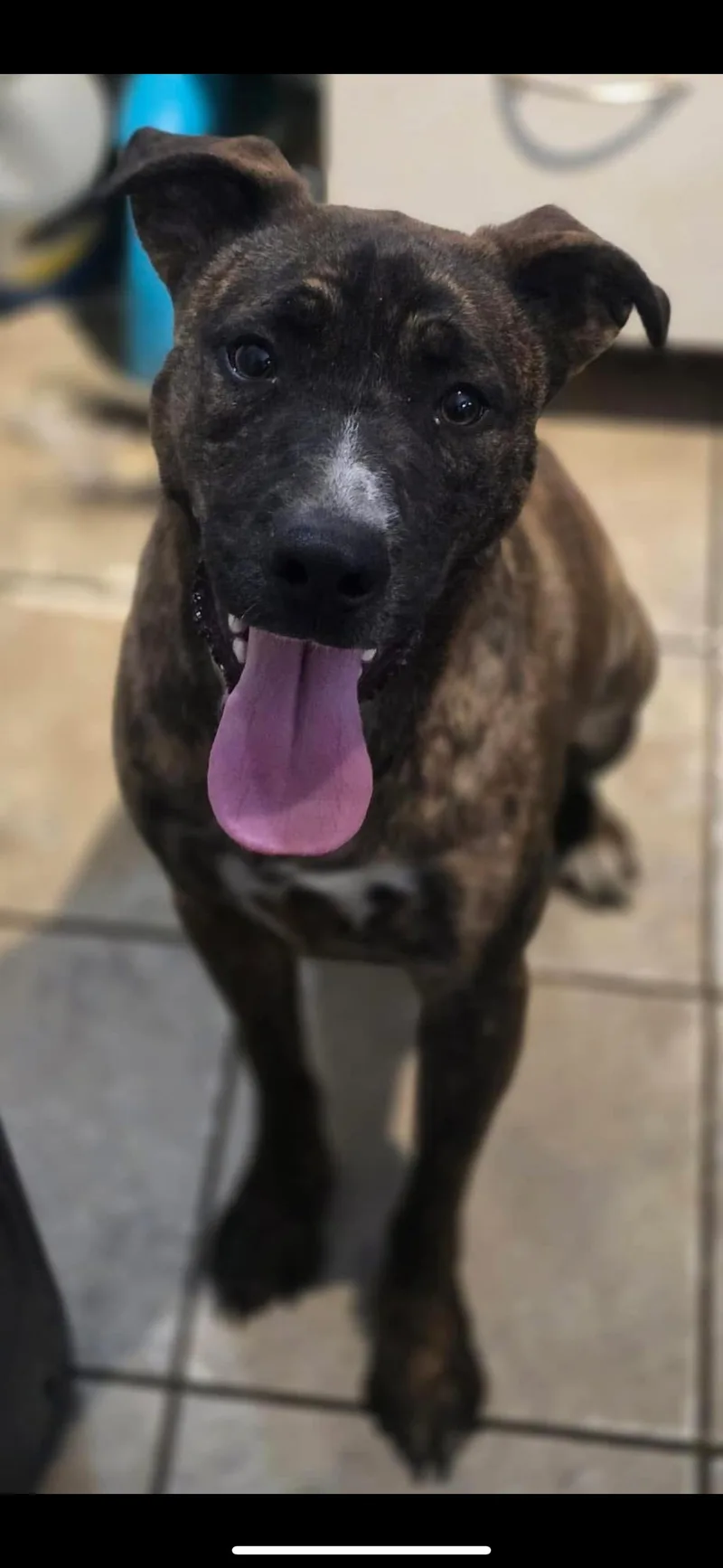 An adult medium-sized male Brindle Mixed Breed dog named Diego for adoption in Vassalboro, ME