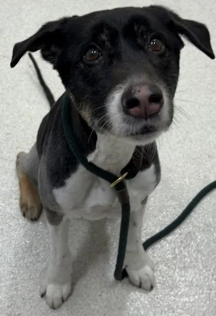 A senior medium-sized female Border Collie dog named Riley for adoption in Honolulu, HI