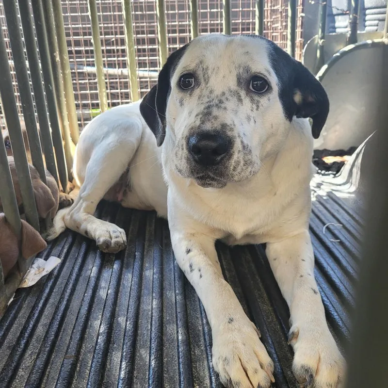 An adult large-sized female White / Cream Mixed Breed dog named Delilah for adoption in Orangeburg, SC