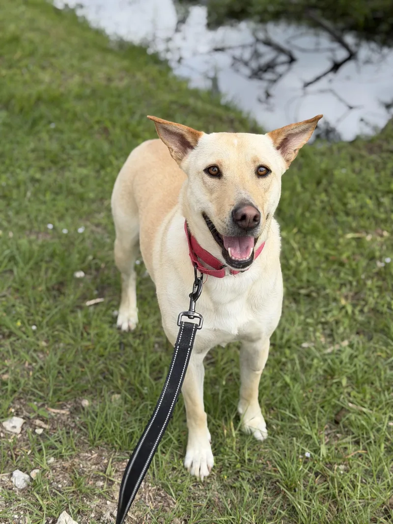 An adult medium-sized female Apricot / Beige Yellow Labrador Retriever dog named Sophie for adoption in TOMBALL, TX