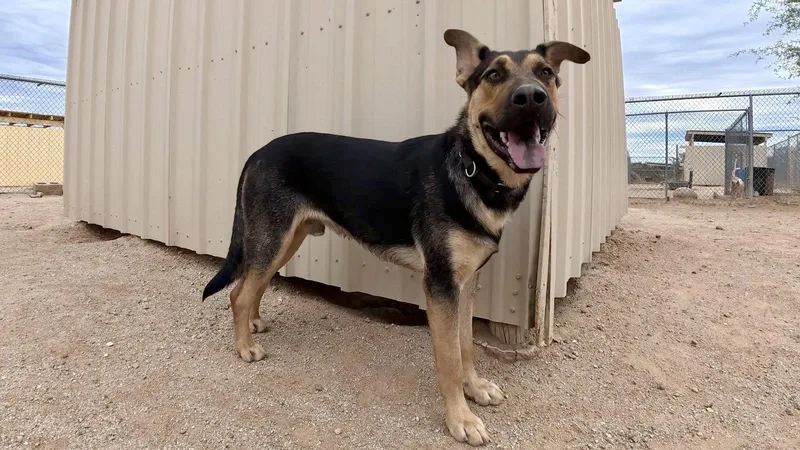 An adult large-sized male German Shepherd Dog dog named Crews for adoption in Queen Creek, AZ