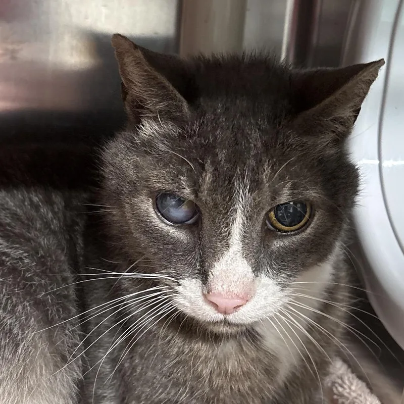 A senior medium-sized male Domestic Short Hair cat named Oracle for adoption in Kennebunk, ME