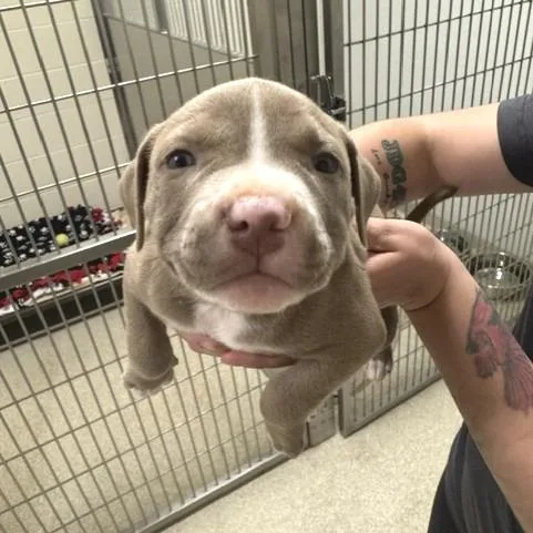 A baby small-sized male Brown / Chocolate Pit Bull Terrier dog named Sparrow for adoption in Novelty, OH