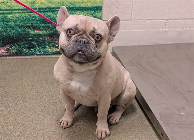 An adult medium-sized male French Bulldog dog named Enzo for adoption in Moreno Valley, CA