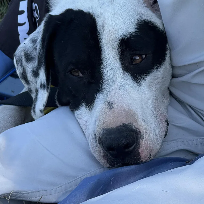 Connelly thumbnail 2