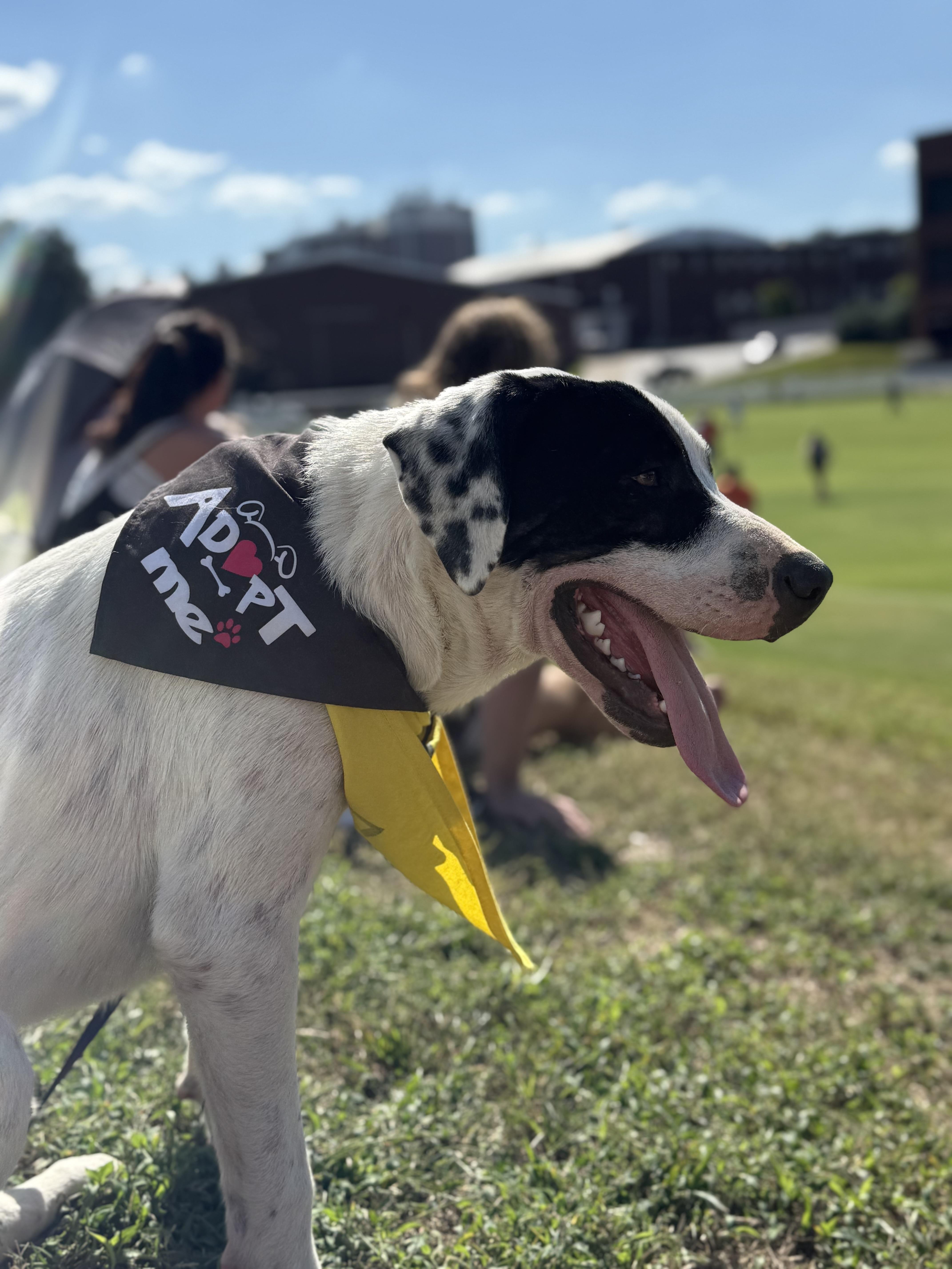 Connelly thumbnail 4