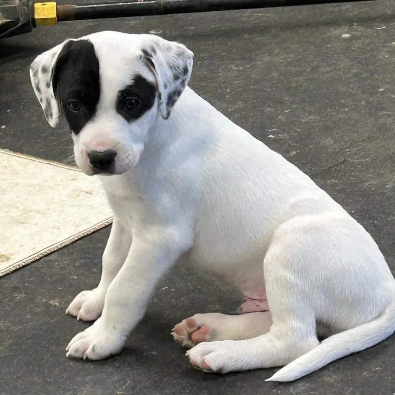 Connelly thumbnail 5