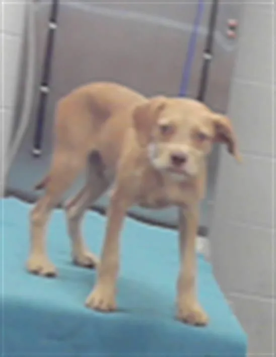 A baby small-sized male Border Terrier dog named Pony for adoption in Houston, TX