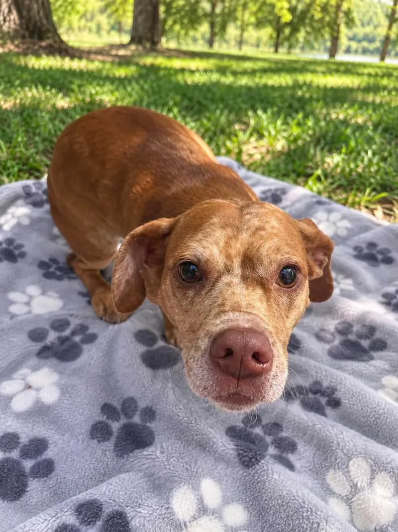An adult small-sized male Dachshund dog named Porkchop for adoption in Winter haven, FL