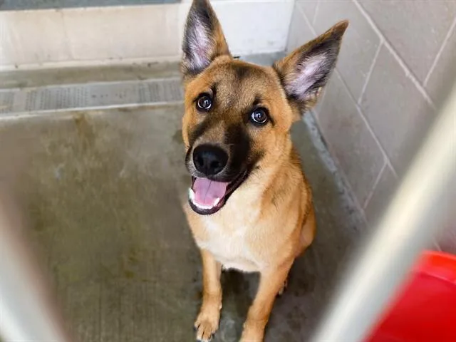 A young small-sized male Australian Cattle Dog / Blue Heeler dog named Zion for adoption in Tustin, CA