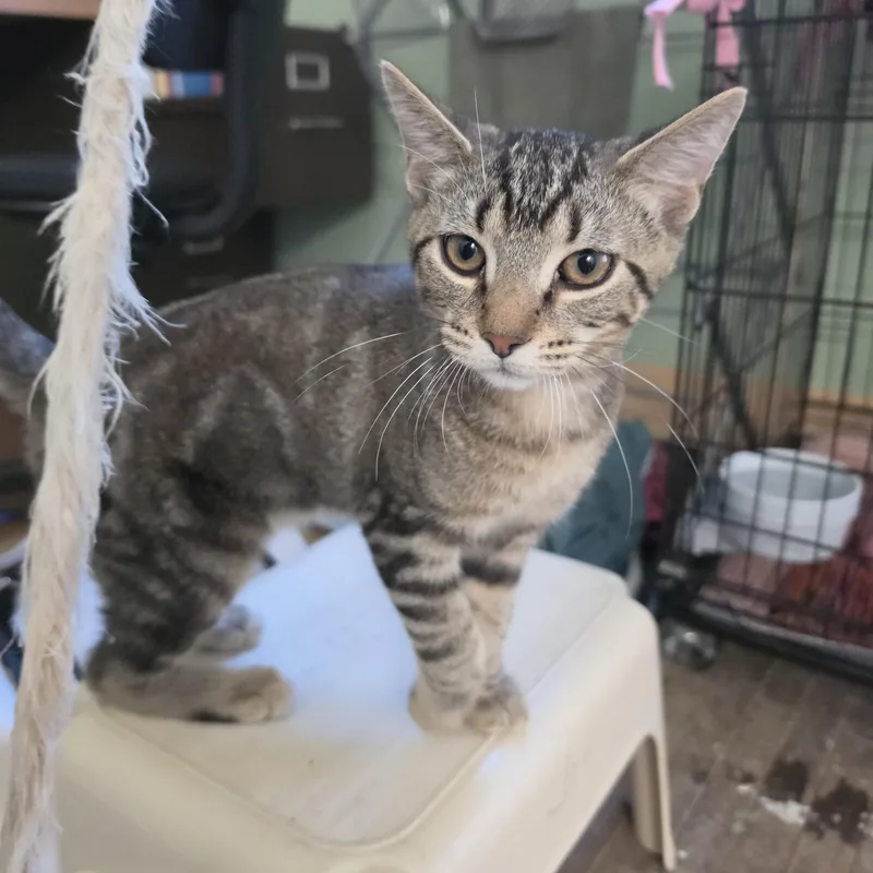 A young medium-sized male Tabby (Gray / Blue / Silver) Domestic Short Hair cat named John John for adoption in Wild Rose, WI