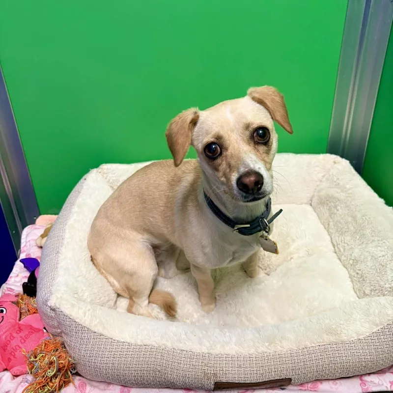 An adult small-sized female Yellow / Tan / Blond / Fawn Mixed Breed dog named Tosti for adoption in Las Cruces, NM
