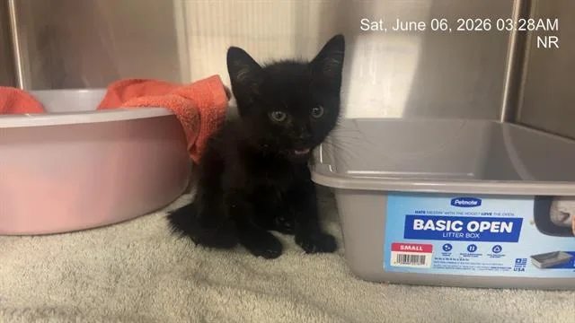 A baby small-sized female Domestic Short Hair cat named Doolittle for adoption in Ocala, FL