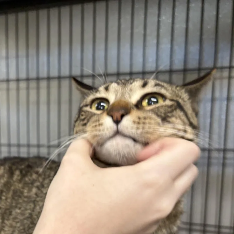 Messina  Only Pet thumbnail 2