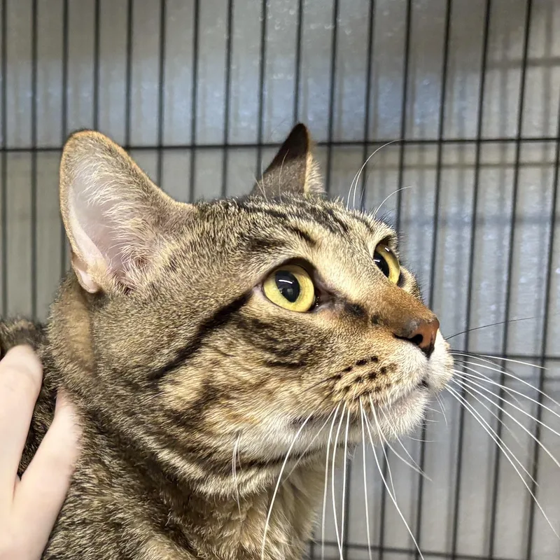 Messina  Only Pet thumbnail 3