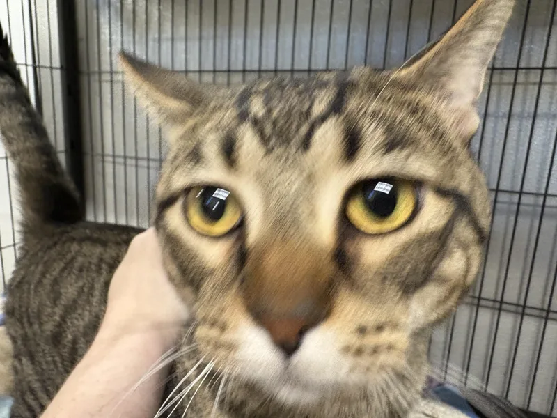 Messina  Only Pet thumbnail 4