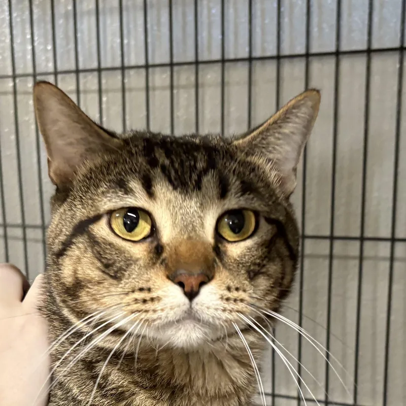 Messina  Only Pet thumbnail 5