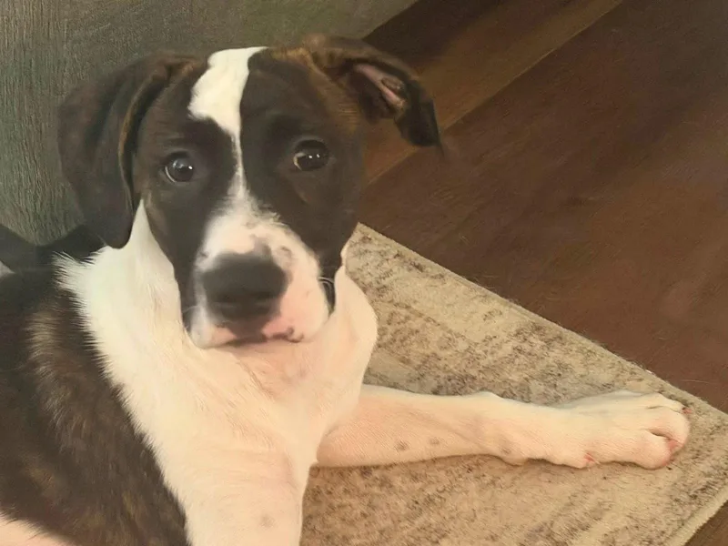 A young large-sized male Pit Bull Terrier dog named Burleson for adoption in Arnold, MO