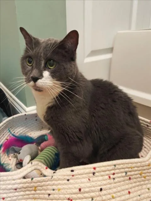 A senior medium-sized female Domestic Short Hair cat named Boots for adoption in Derwood, MD