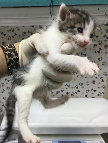 A baby small-sized male Domestic Short Hair cat named Hawthorne for adoption in Riverside, CA
