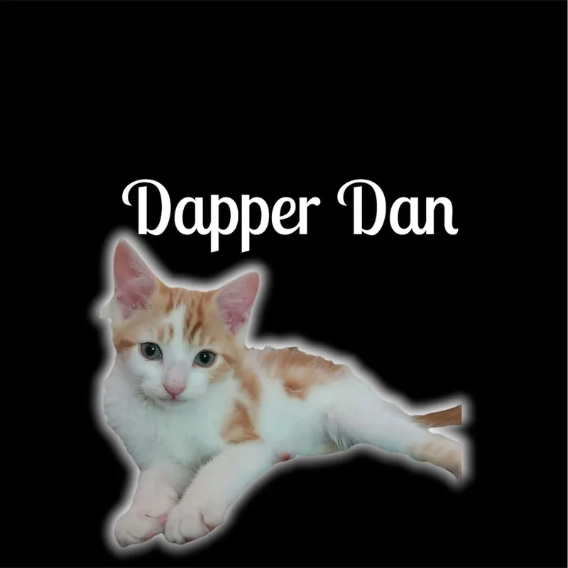 A baby small-sized male Tabby (Orange / Red) Domestic Short Hair cat named Dapper Dan for adoption in Auburn, CA