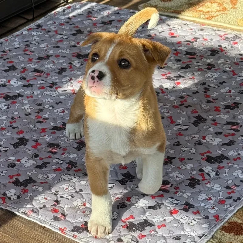 A baby medium-sized female Black Mixed Breed dog named Brandi for adoption in Cincinnati, OH