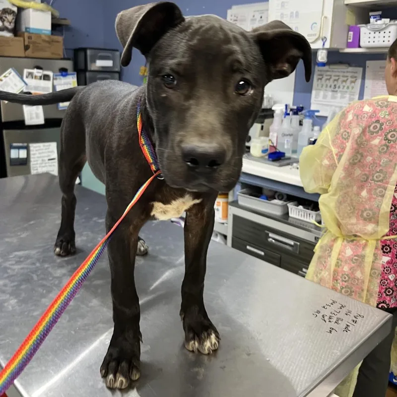 A young medium-sized male Labrador Retriever dog named Caleb for adoption in Marble, NC