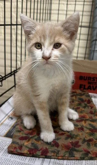 A young medium-sized male Buff & White Domestic Medium Hair cat named Sugar for adoption in Apollo, PA