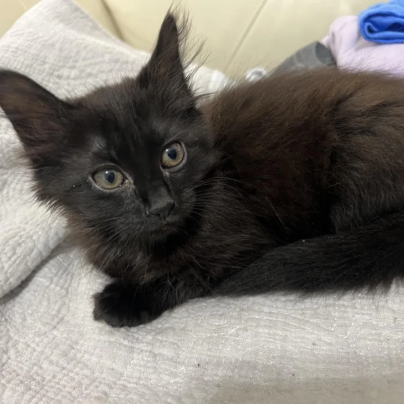 A baby small-sized female Black Domestic Medium Hair cat named Chili for adoption in Miami, FL
