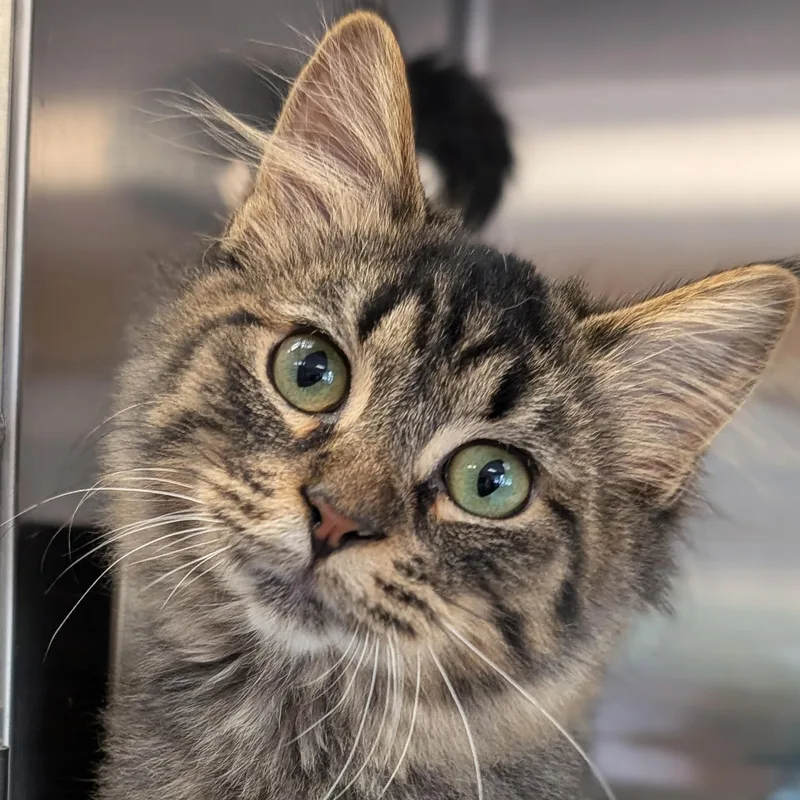 A baby medium-sized male Domestic Medium Hair cat named Thor Reduced Fee for adoption in Jefferson, WI