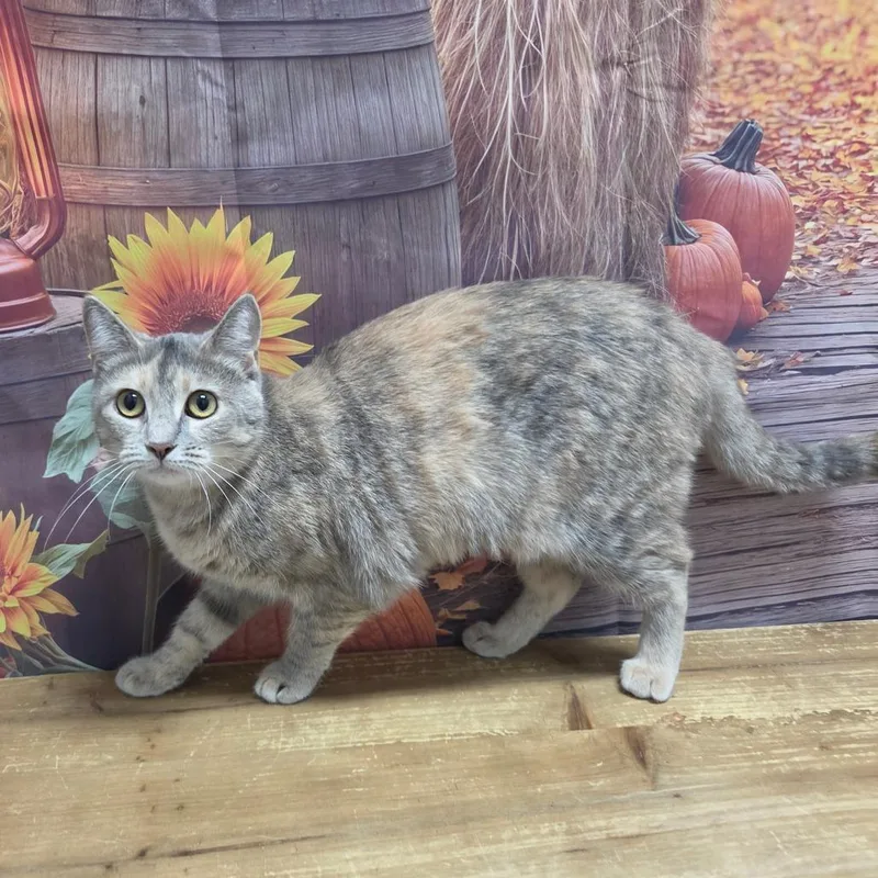 An adult small-sized female Gray / Blue / Silver Domestic Short Hair cat named Cream of Chicken for adoption in Normal, IL