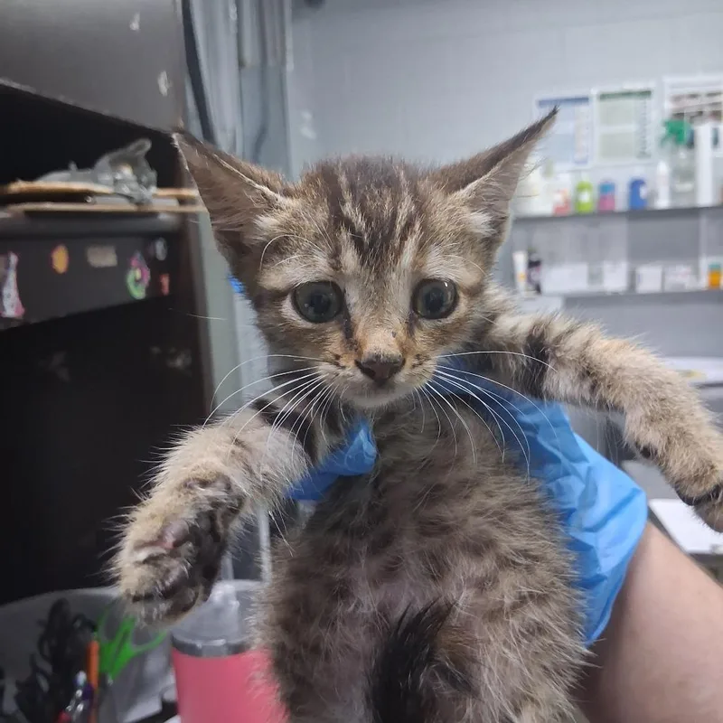 A baby small-sized female Domestic Short Hair cat named Tutu @ Pet Supermarket for adoption in Summerville, SC