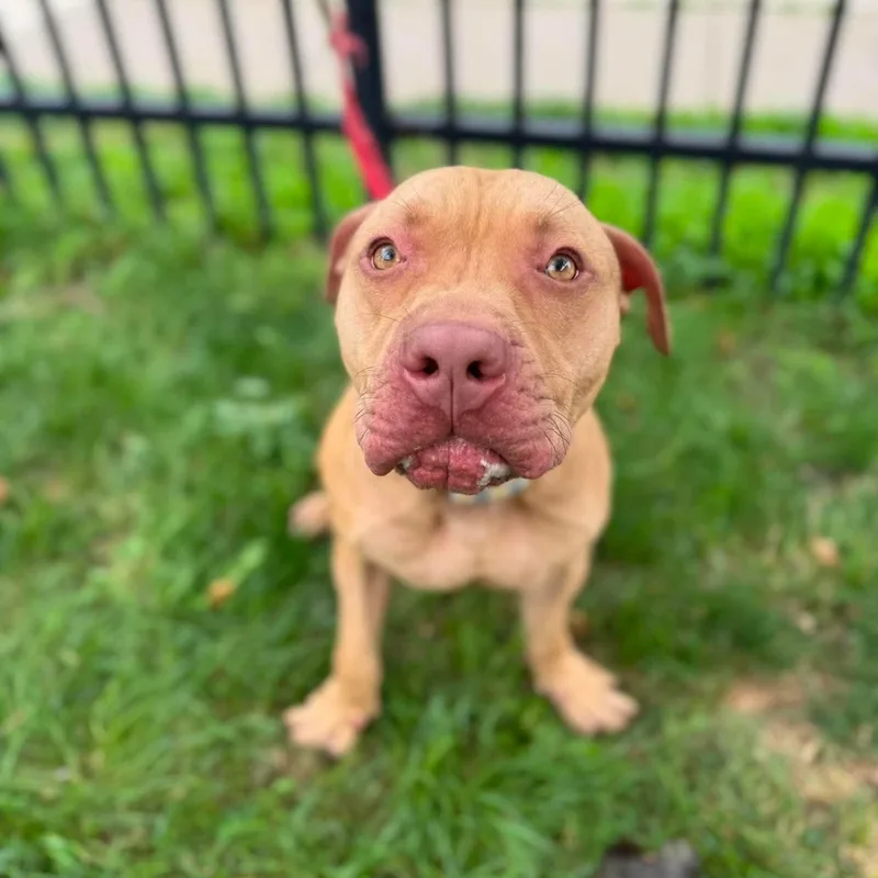 A young medium-sized male Yellow / Tan / Blond / Fawn Pit Bull Terrier dog named Tango for adoption in Buffalo, NY