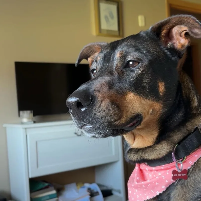 An adult medium-sized female Black Shepherd dog named Anita for adoption in Fargo, ND