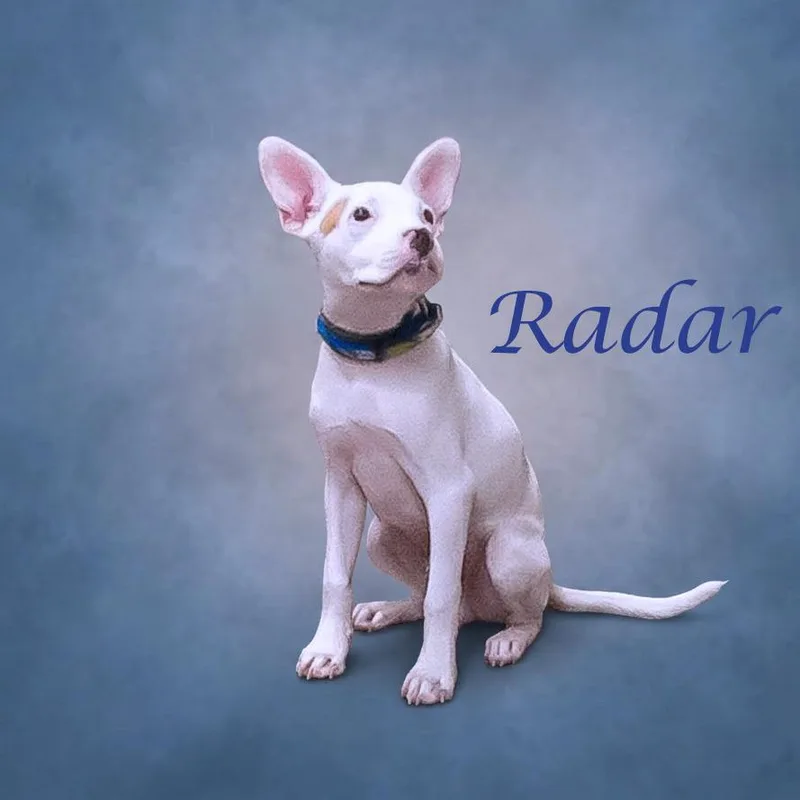 Radar D thumbnail 3