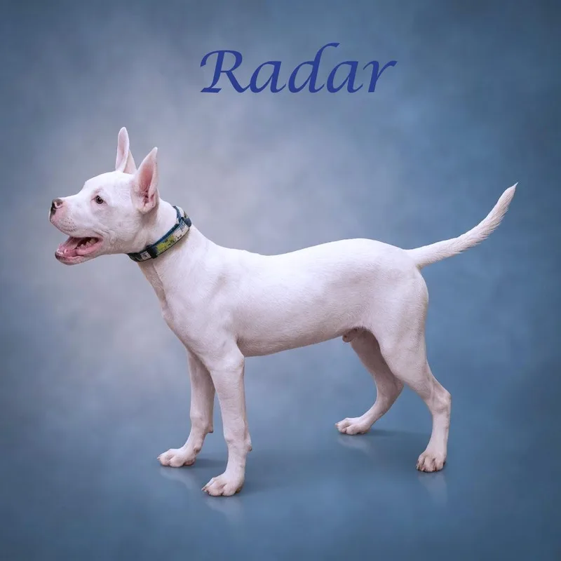 Radar D thumbnail 5
