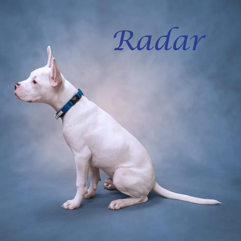 Radar D thumbnail 6