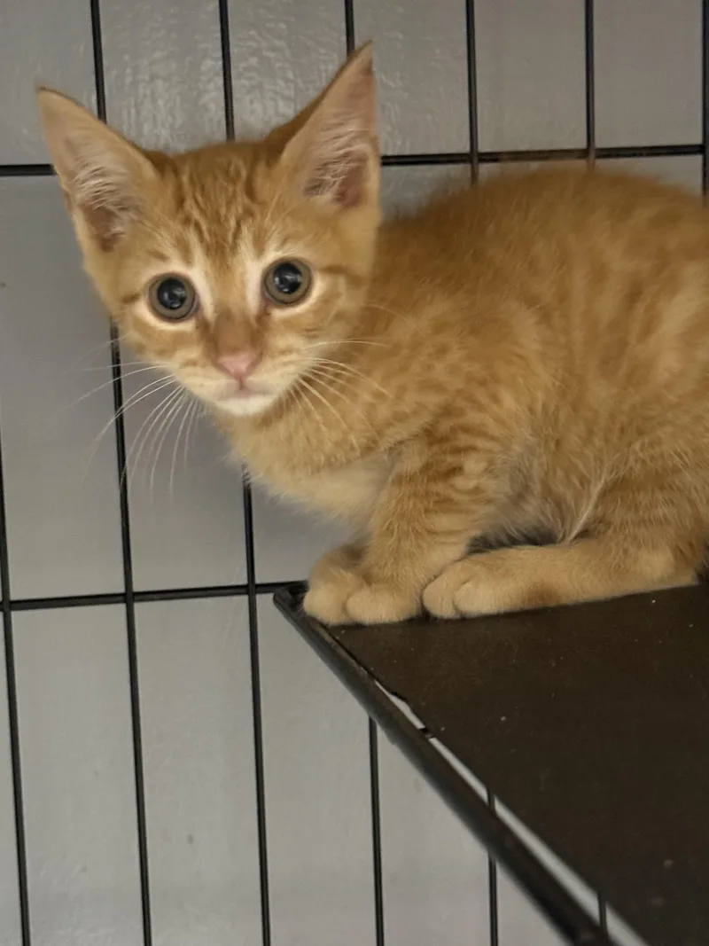 A baby medium-sized male Tabby (Orange / Red) Domestic Short Hair cat named Taylor for adoption in Houston, TX