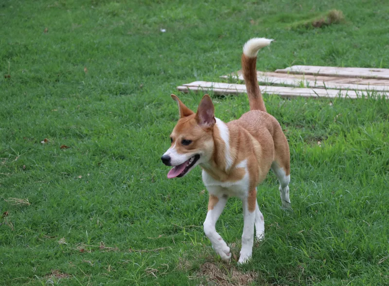A young medium-sized female Apricot / Beige Terrier dog named Yukon for adoption in Pflugerville, TX