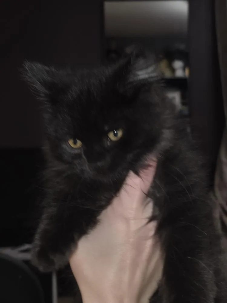 A baby small-sized male Domestic Long Hair cat named Elvis Presley for adoption in Hudson, NH
