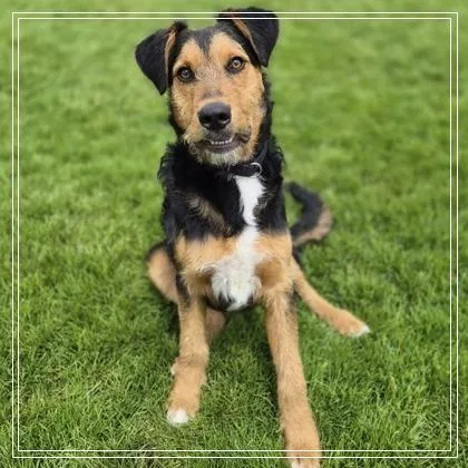 A young medium-sized male Airedale Terrier dog named Alistar for adoption in Woodstock, IL