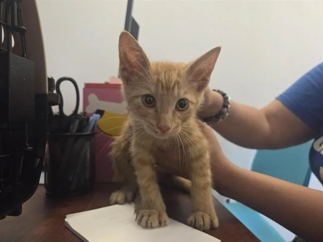 A baby small-sized male Domestic Short Hair cat named Fredbird for adoption in Saint Louis, MO