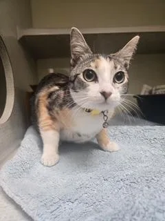 Daisy Bell thumbnail 2