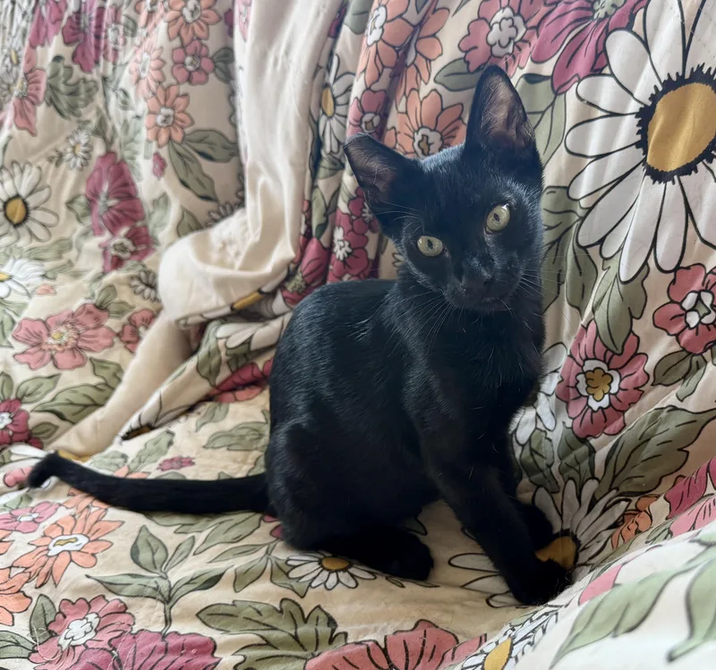 A baby medium-sized male Black Domestic Short Hair cat named Boo for adoption in Gilroy, CA