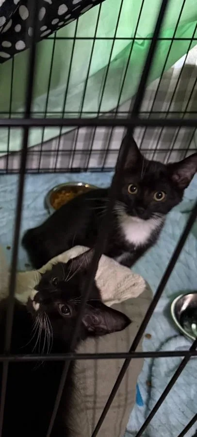 A baby small-sized female Black Domestic Short Hair cat named Joanne for adoption in Romney, WV