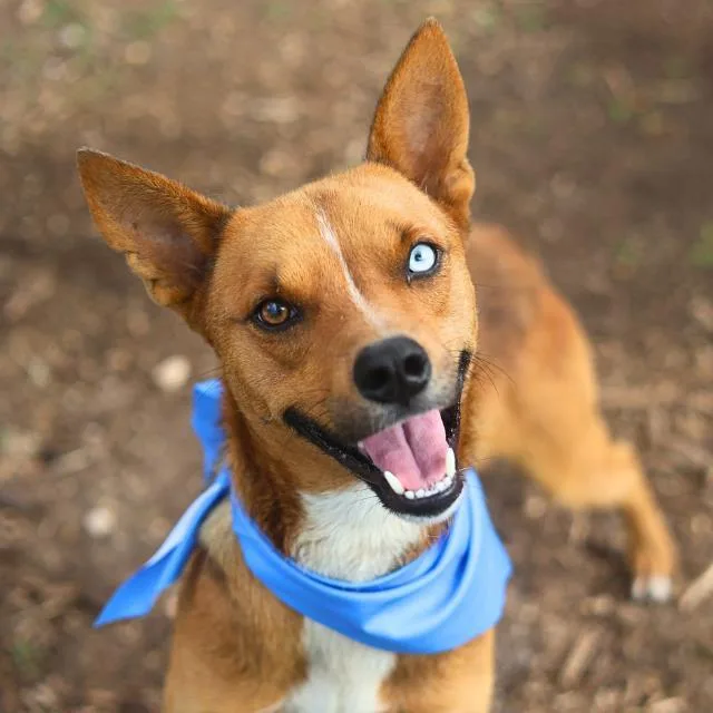 An adult medium-sized male Terrier dog named Pringles for adoption in San Antonio, TX